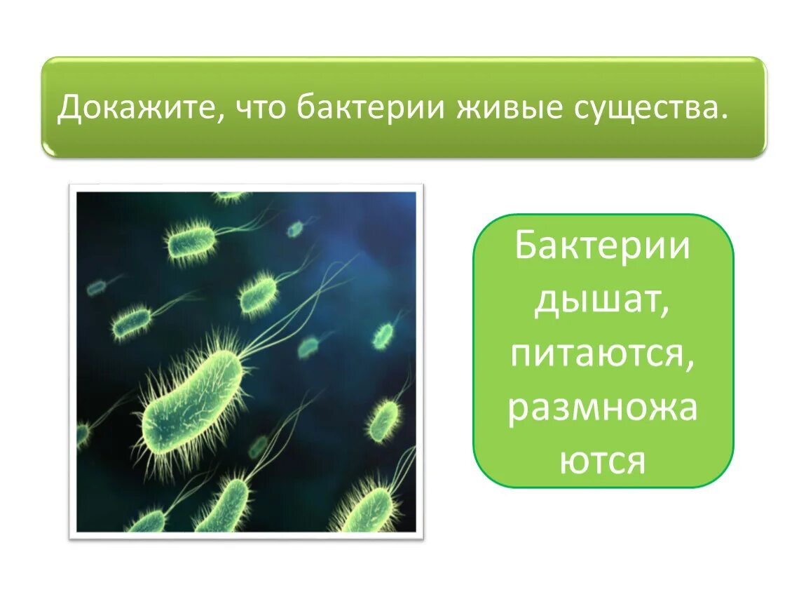 Презентация бактерии 7 класс пасечник. Бактерии автотрофы. Презентация по теме бактерии 5 класс ФГОС. Бактерии гетеротрофы. Бактерии гетеротрофы фото.