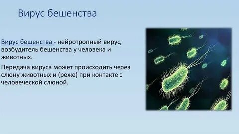 Бешенство вирус или бактерия