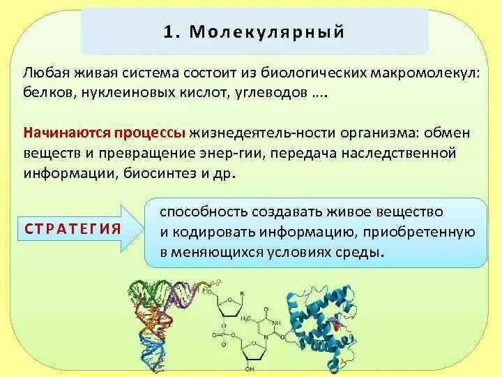 Какое свойство живых систем заключается в том. Молекулярный - любая Живая система нуклеиновых кислот белков. Биологические макромолекулы. Уровни организации макромолекул белка. Молекулярный состав живых организмов.