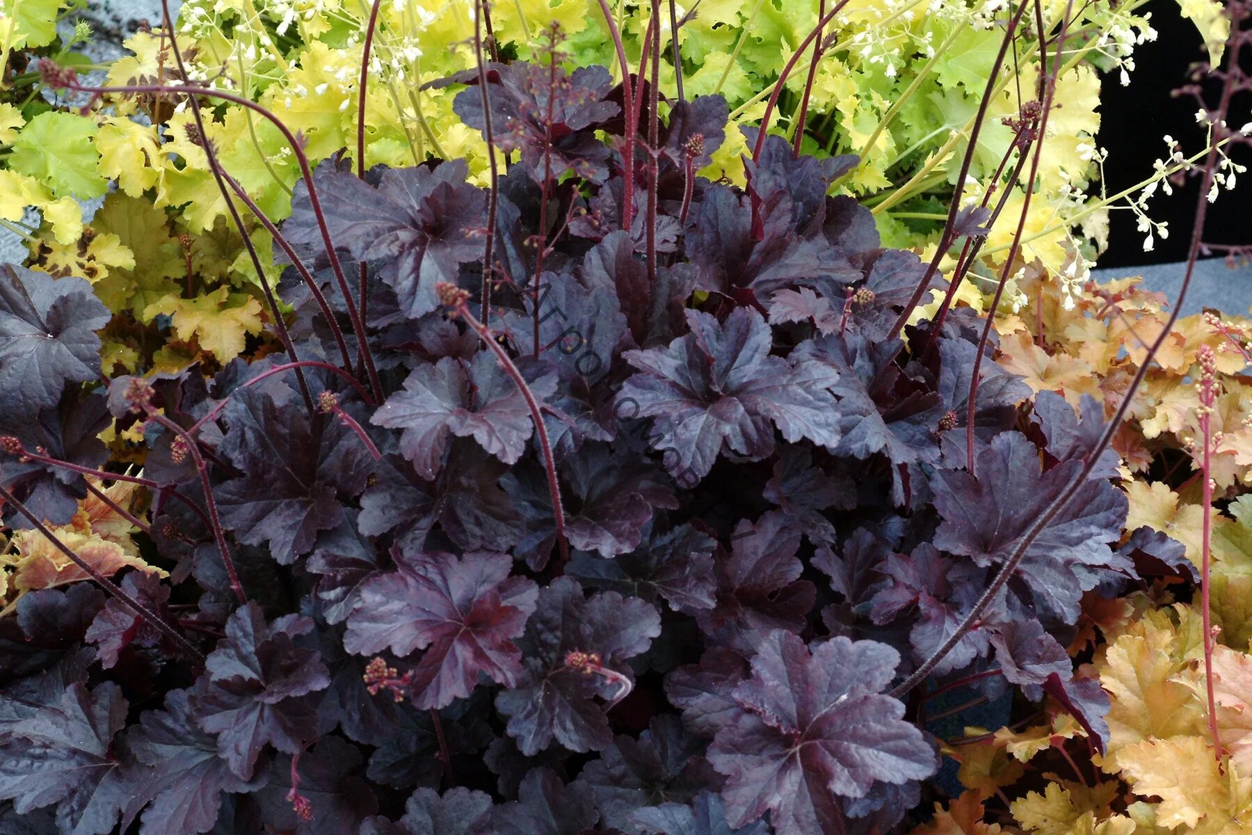 Гейхера Heuchera, Radish, Vegetables