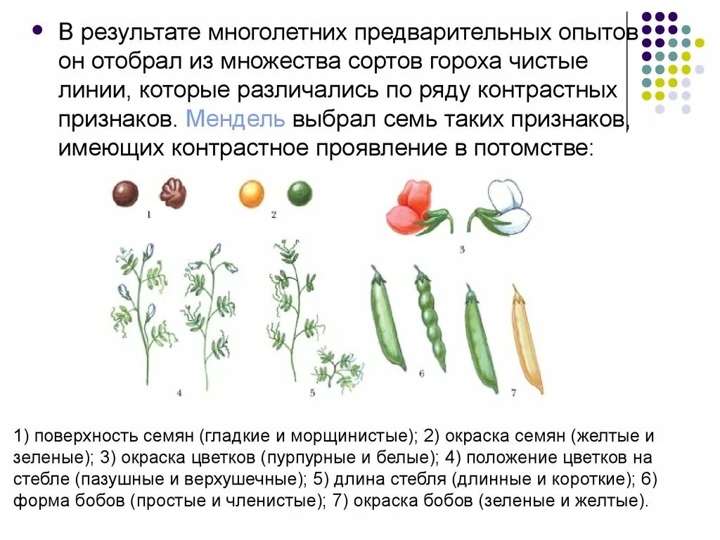 Наследственность горох. 7 Признаков гороха Менделя. Чистая линия Мендель. Наследование признака гороха. Эксперимент Менделя с горохом.