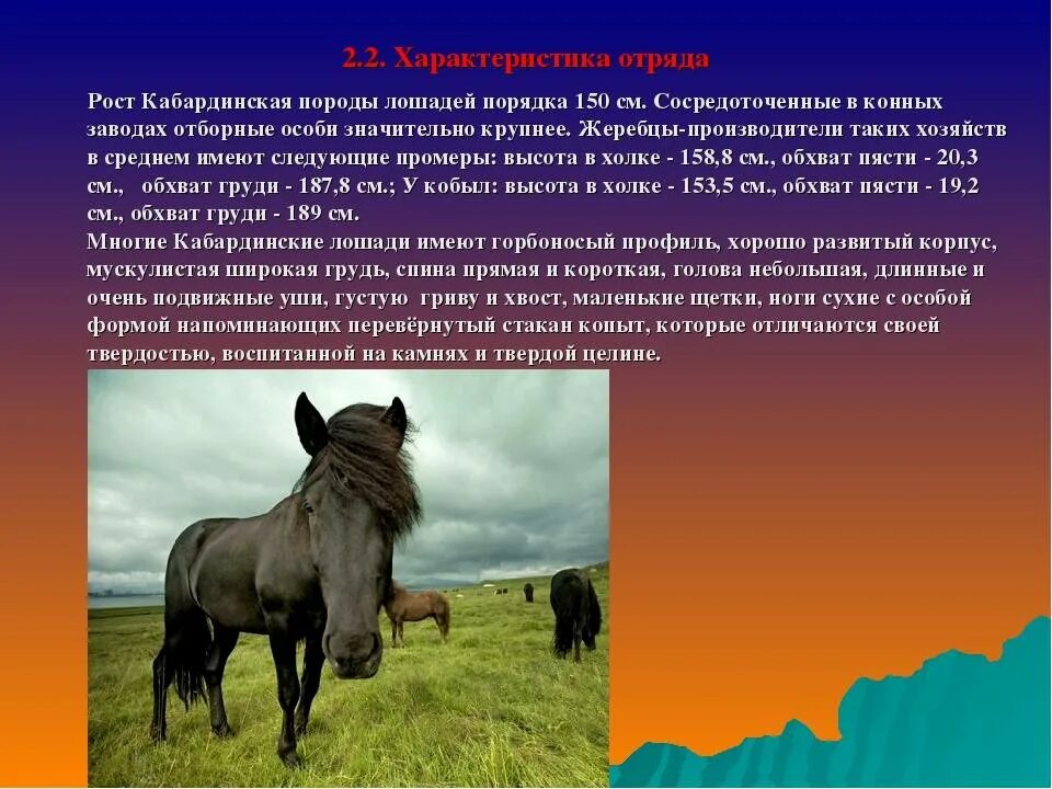 Значит на кабардинском. Кабардинская порода лошадей характеристика. Лошадь Кабардинская верховая характеристика. Кабардинская порода лошадей. Кабардинская порода лошадей характер.