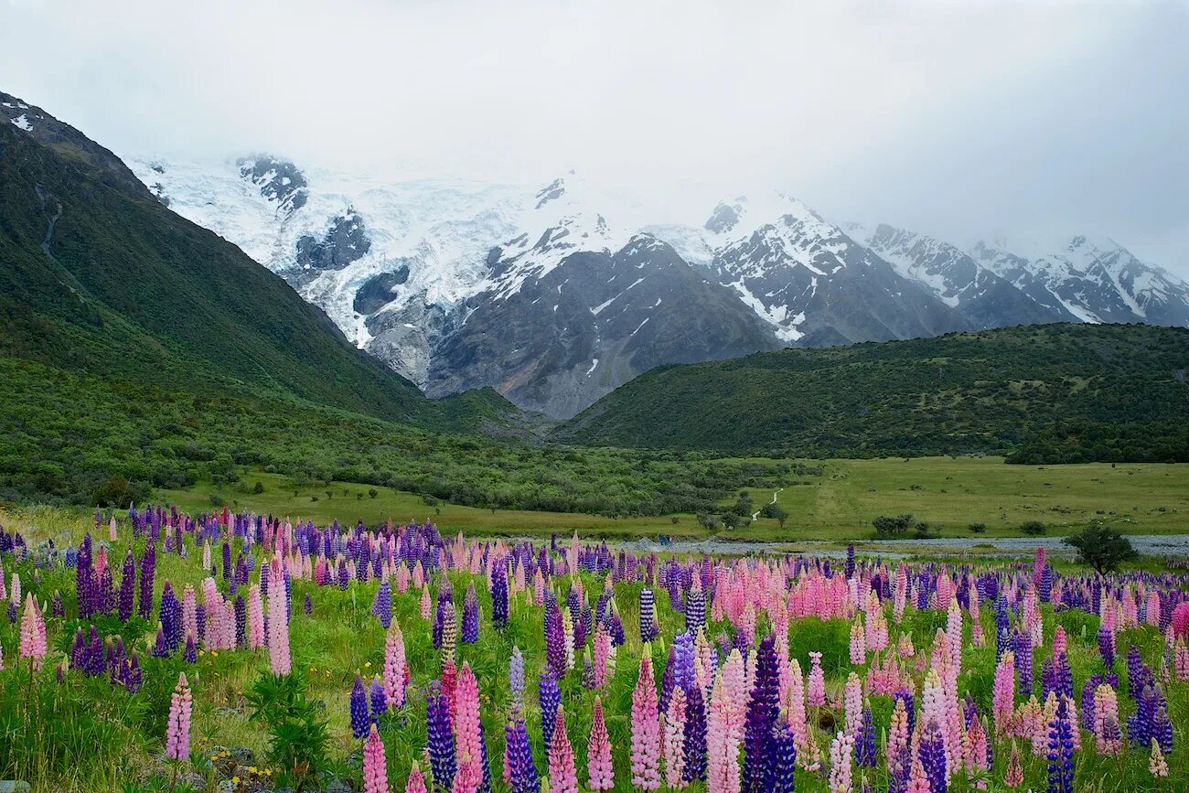 Flora of russia. Долина люпинов остров Южный. Люпиновые Долины новая Зеландия. Озеро Текапо в новой Зеландии.