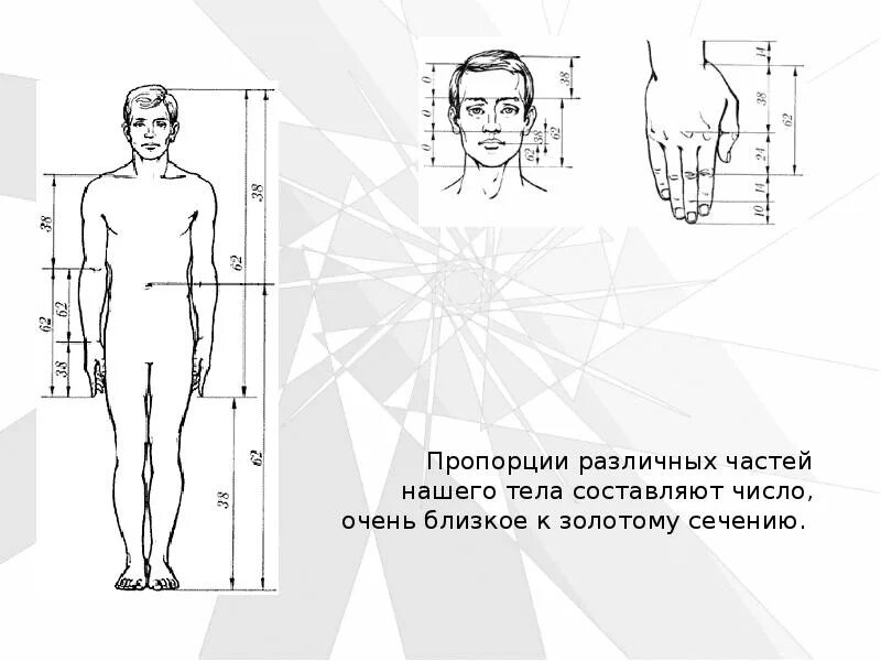 Числа фибоначчи f. Золотое сечение пропорция фибоначчи. числа фибоначчи в теле человека. числа фибоначчи пропорции человека. коэффициент фибоначчи 1.618.