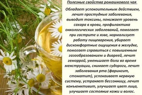 Можно пить ромашку при грудном вскармливании