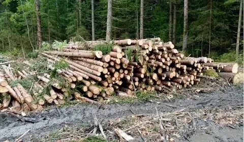 Кубов леса область