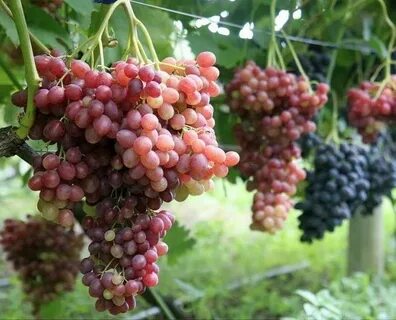 Велес сорт винограда отзывы