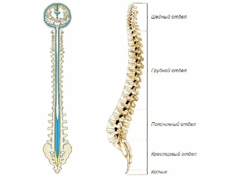 Пояснично-крестцовый отдел спинного мозга. Конский хвост спинного мозга. Конский хвост спинного мозга сегменты. Конский хвост спинного мозга анатомия.