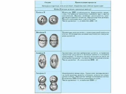 Какие признаки характеризуют мейоз выберите