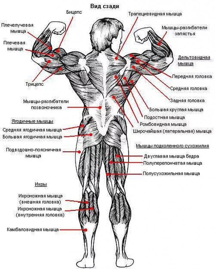 Какие мышцы самые. Строение мышц бодибилдинг. Основные мышцы человека вид спереди. Анатомия мышц бодибилдинг. Схема мышц бодибилдинг.