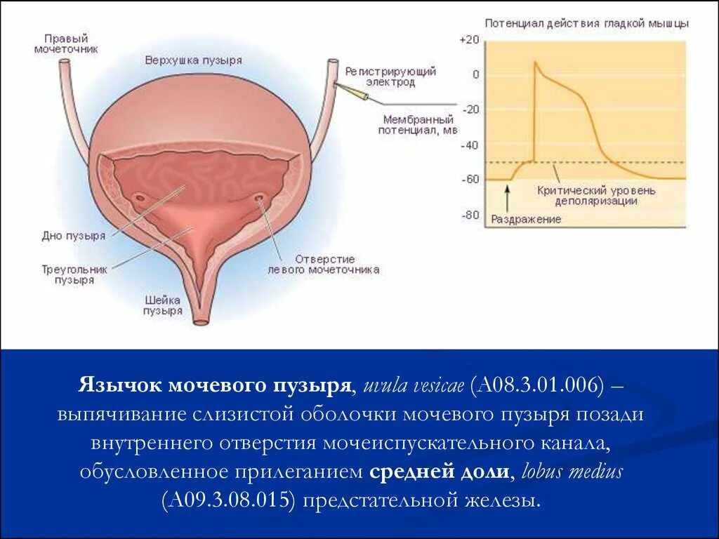 Задняя поверхность мочевого пузыря у мужчин прилежит. Строение наружной оболочки мочевого пузыря. Мочевой пузырь уретра анатомия. Дно мочевого пузыря анатомия. Строение мочевого пузыря медунивер.