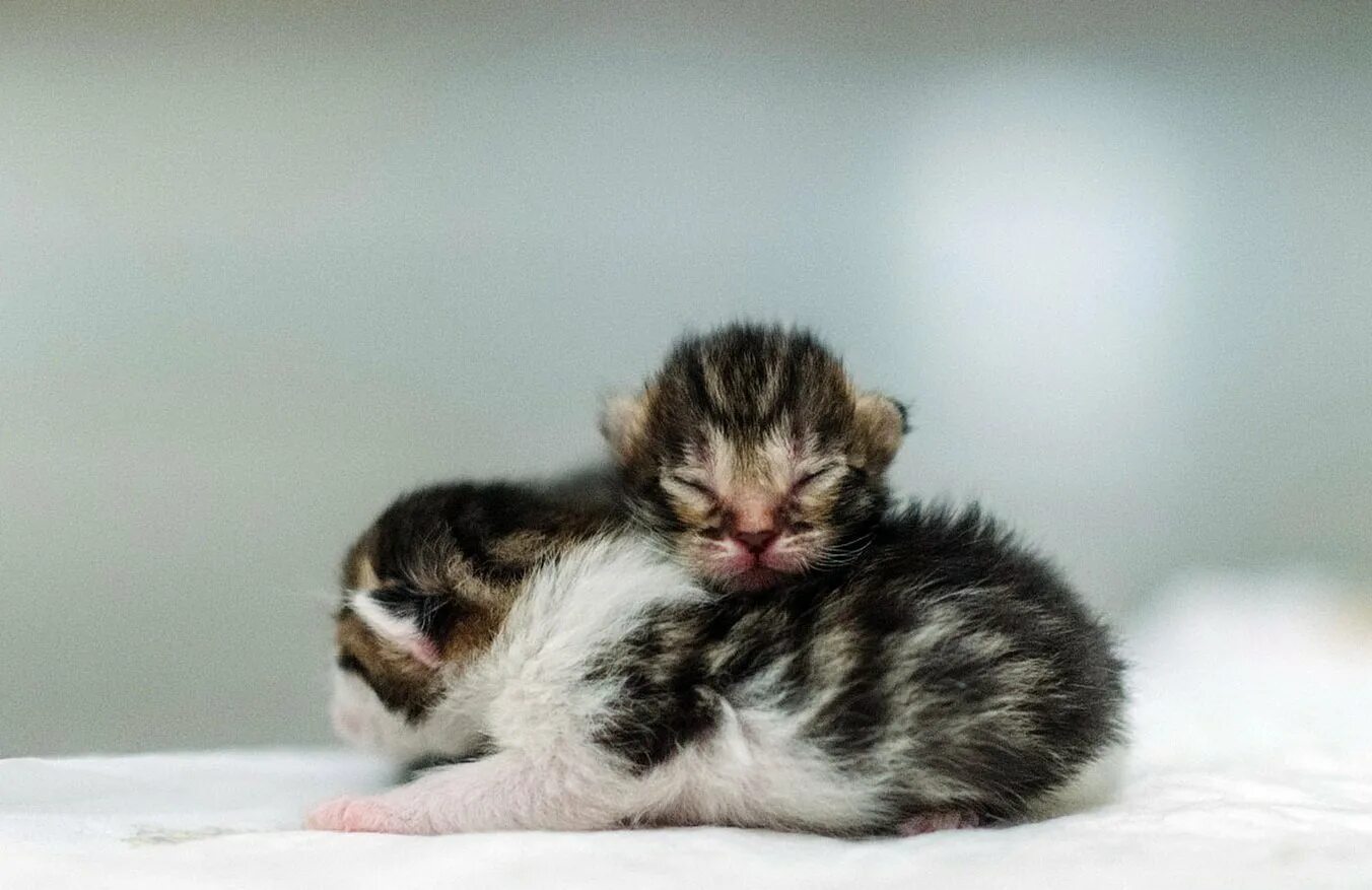 13 дней котята. Фото мисс кошка. Котика 13. 13 котят кучка. День кошек.