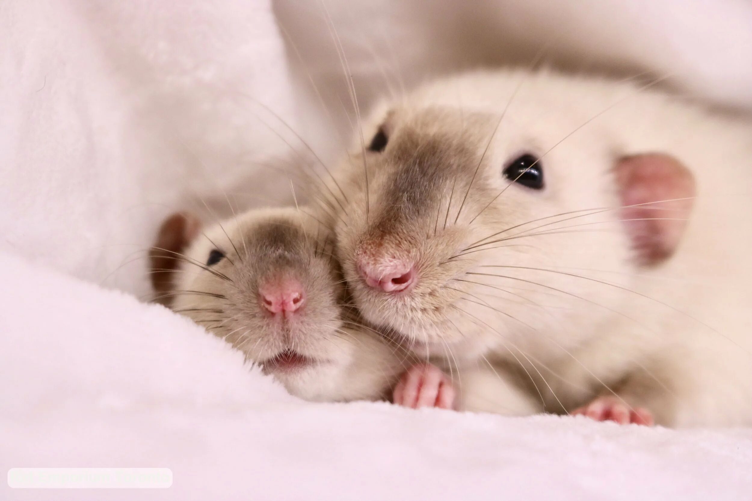 Мыши пара. Крыса Дамбо хаски. Сиамские крысята Дамбо. Крысики обнимаются. Пара милых крыс.