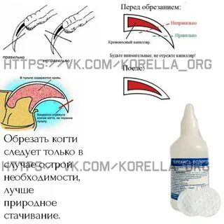 Как подстригать когти кролику декоративному
