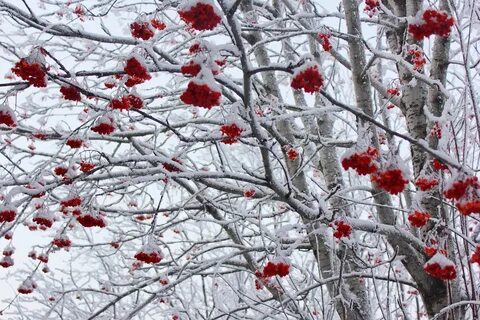 Когда много рябины какая будет зима