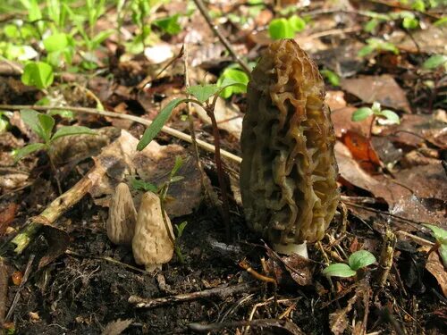 Майские грибы сморчки. Сморчки грибы фото. Королевский сморчок гриб. Название сморчка вонючего. Сморчок конический.
