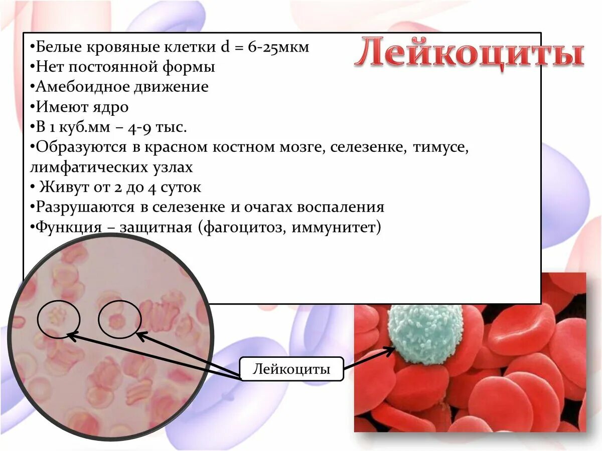 Лейкоциты для чего. Форма лейкоцитов постоянная. белые кровяные клетки. лейкоциты презентация. лейкоциты образуются в.