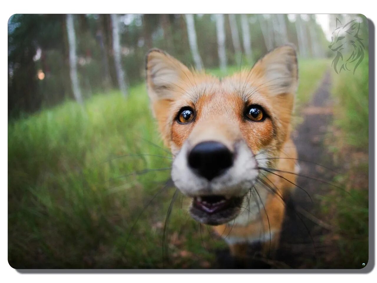 Лиса прикол. Лисы демотиваторы. Уэс андерсон бесподобный мистер фокс. Ехидная лиса. Лисичка демотиватор.