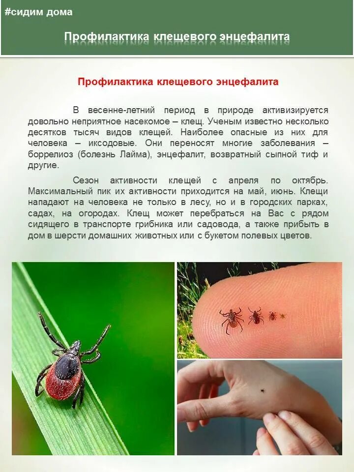 Клещ через сколько проявляются симптомы и какие. Клещевой боррелиоз укус. боррелиоз болезнь укус. иксодовый клещевой боррелиоз диагностика. иксодовый клещевой боррелиоз профилактика.