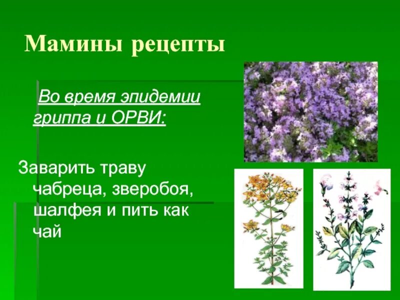 Лекарственные растения примеры 2 класс лекарственные и ядовитые растения,травы с описанием Фотография 25 из 60 ВКонта