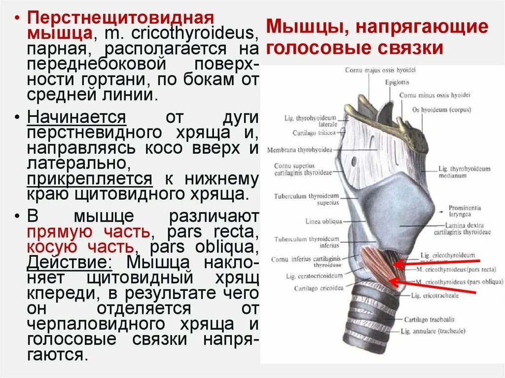 Мышцы аддукторы гортани. Мышцы напрягающие голосовые связки. Перстнещитовидная мышца и голосовая мышца. Мышцы натягивающие голосовые связки.