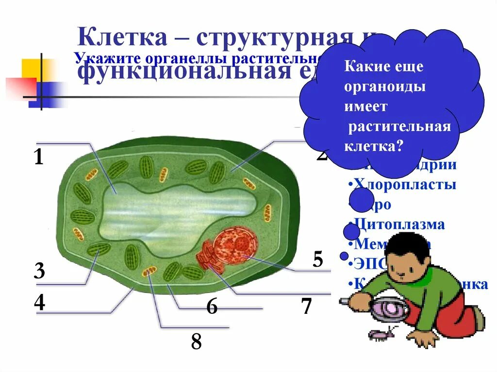 Структура растительной клетки 6 класс. Структура клетки 6 класс биология. Строение клетки растения. Строение клетки 6 класс. Растительная клетка презентация.