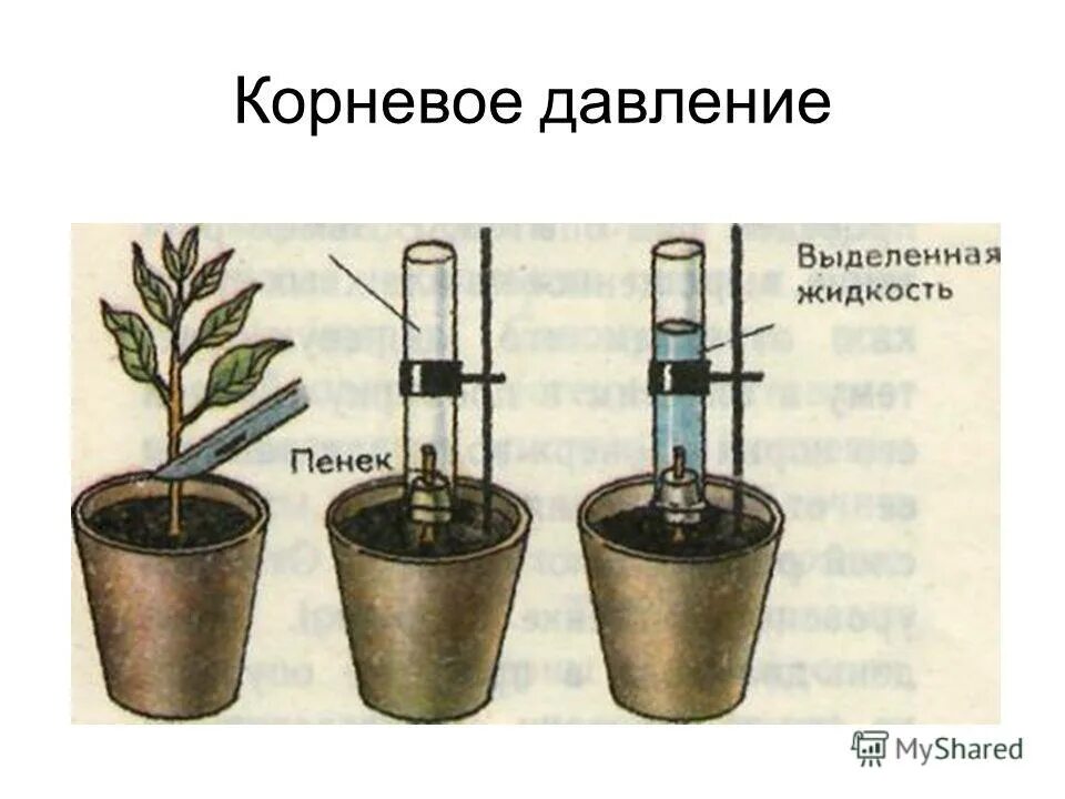 У какого растения сильнее проявляется корневое давление. Корневое давление. Опыт Корневое давление. Опыт корневого давления растений. Опыт доказывающий наличие корневого давления.