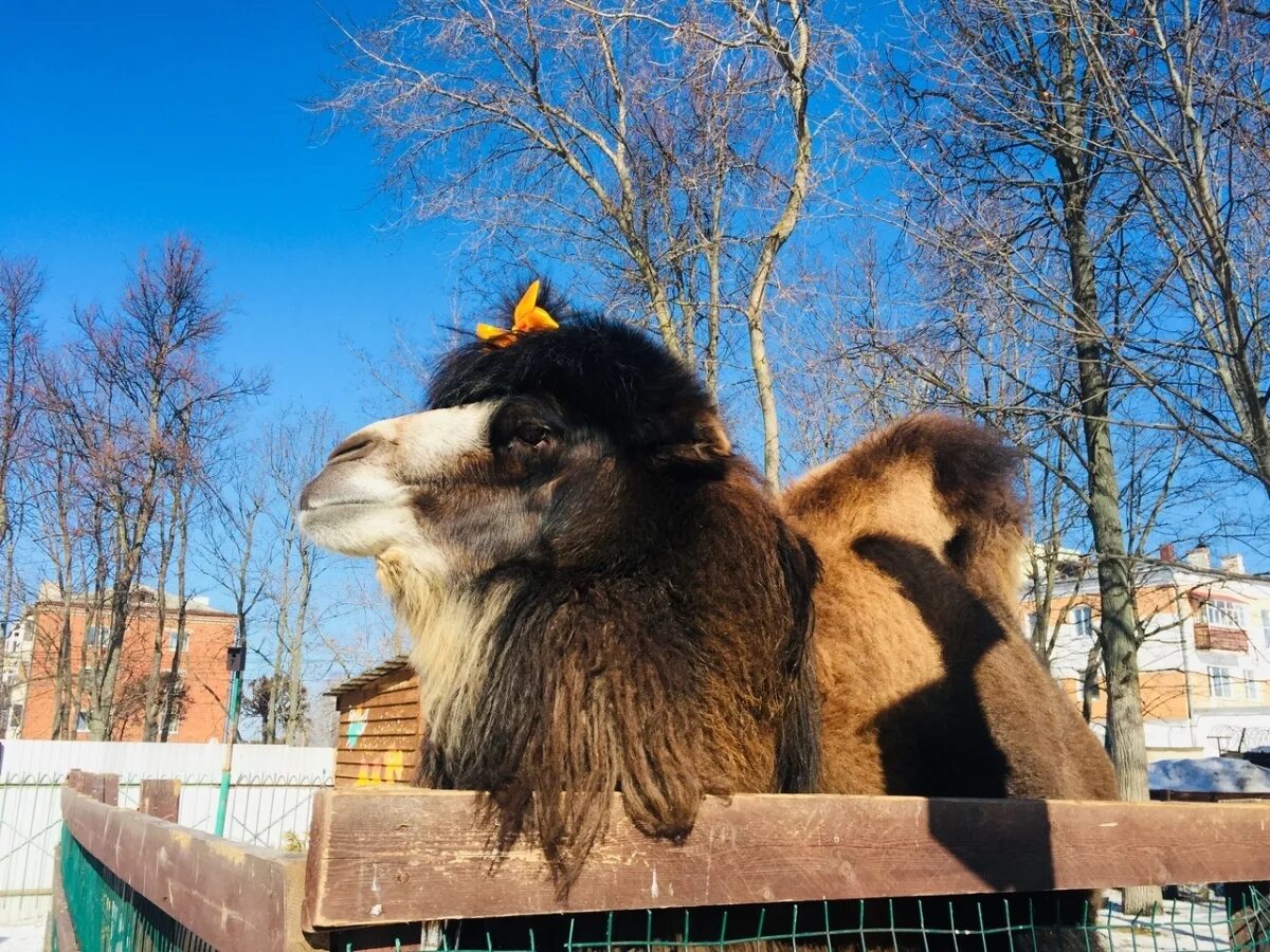 Чебоксары животное. Детеныш косули. Животный мир чувашии. Дикие животные чувашии. Млекопитающие чувашии.