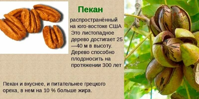 Пекан полезные свойства и противопоказания. Орех пекан сорт стюарт. пекан обыкновенный орех. орех пекан польза. пекан польза.