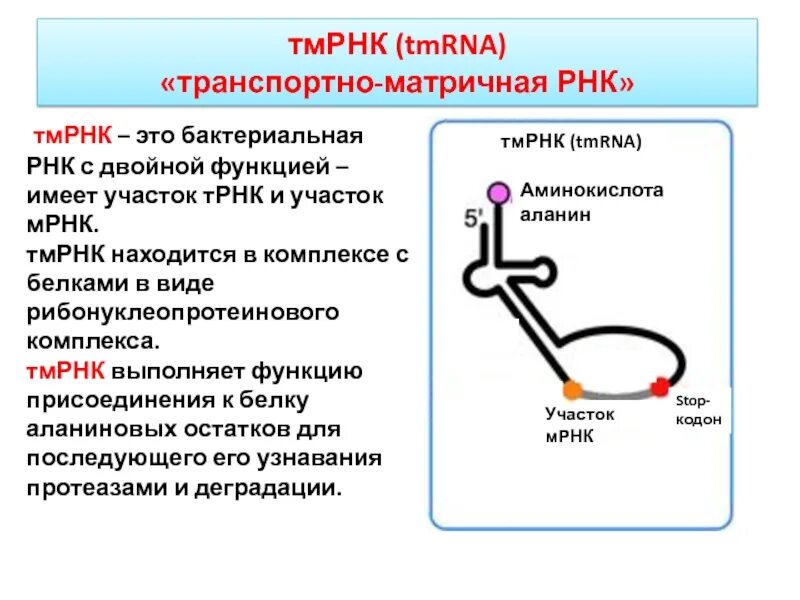 Транспортная РНК функции. Адапторная функция т-РНК.. Функции ТРНК. ТРНК выполняет функцию.