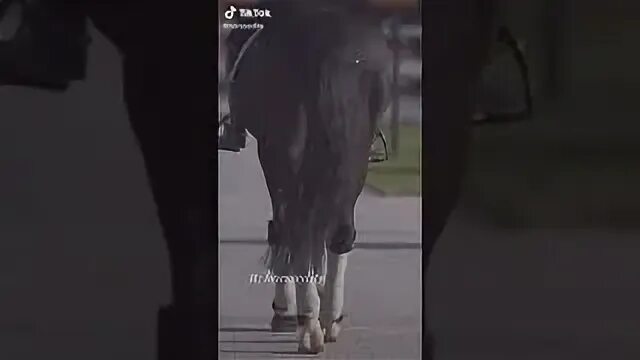 Лошадь в тик токе