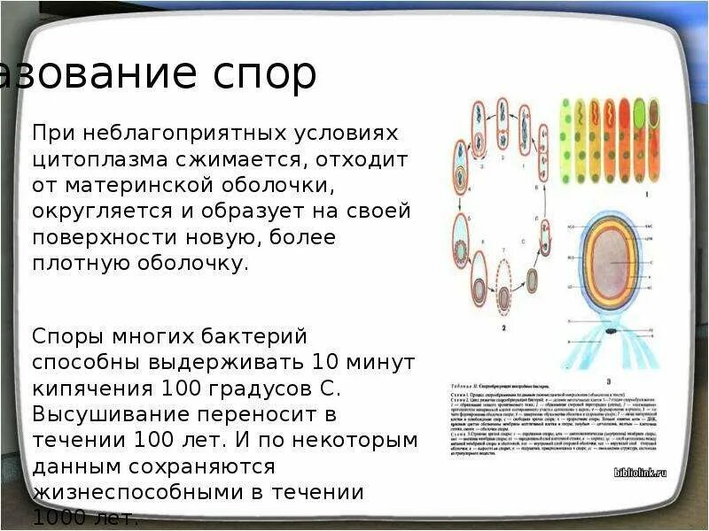 Какие функции спор у бактерий кратко. Строение споры. Строение споры бактерий. Образование спор у бактерий. Образование спор.