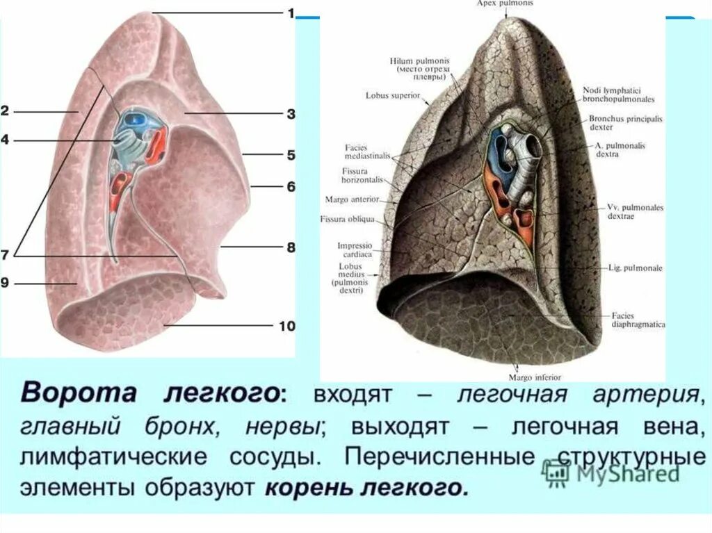 Ворота легкого образования