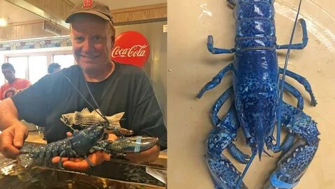 Rare blue lobster discovered in seafood restaurant shipment.