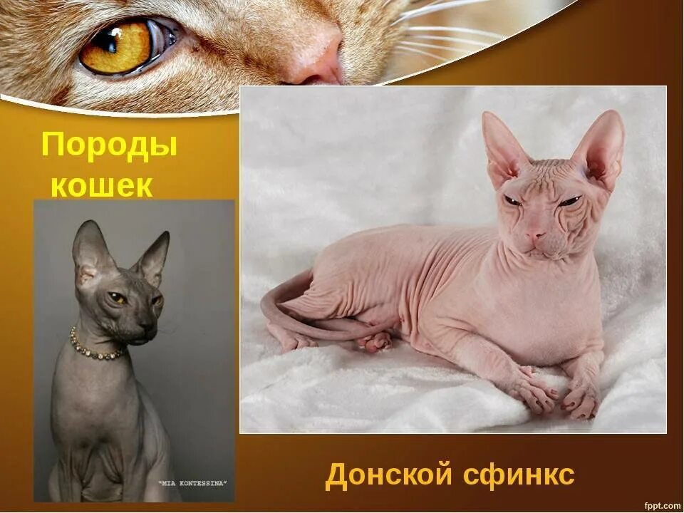 Донской сфинкс факты. Канадский сфинкс презентация. Канадский сфинкс розовый. Интересные факты о сфинксах. Интересные факты о сфинксах.