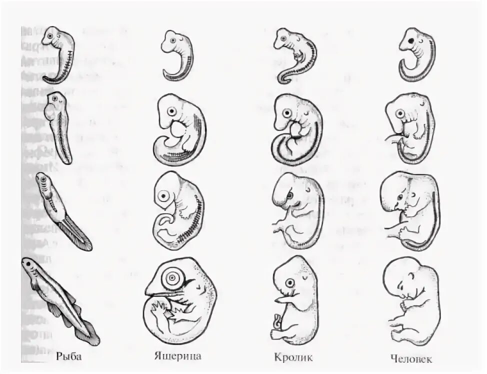 Череп акулы сбоку строение. Носовой вырост у зародыша рыбы по стадиям. Носовой вырост у рыб. Эмбриогенез млекопитающих схема. Носовой вырост у зародыша человека.
