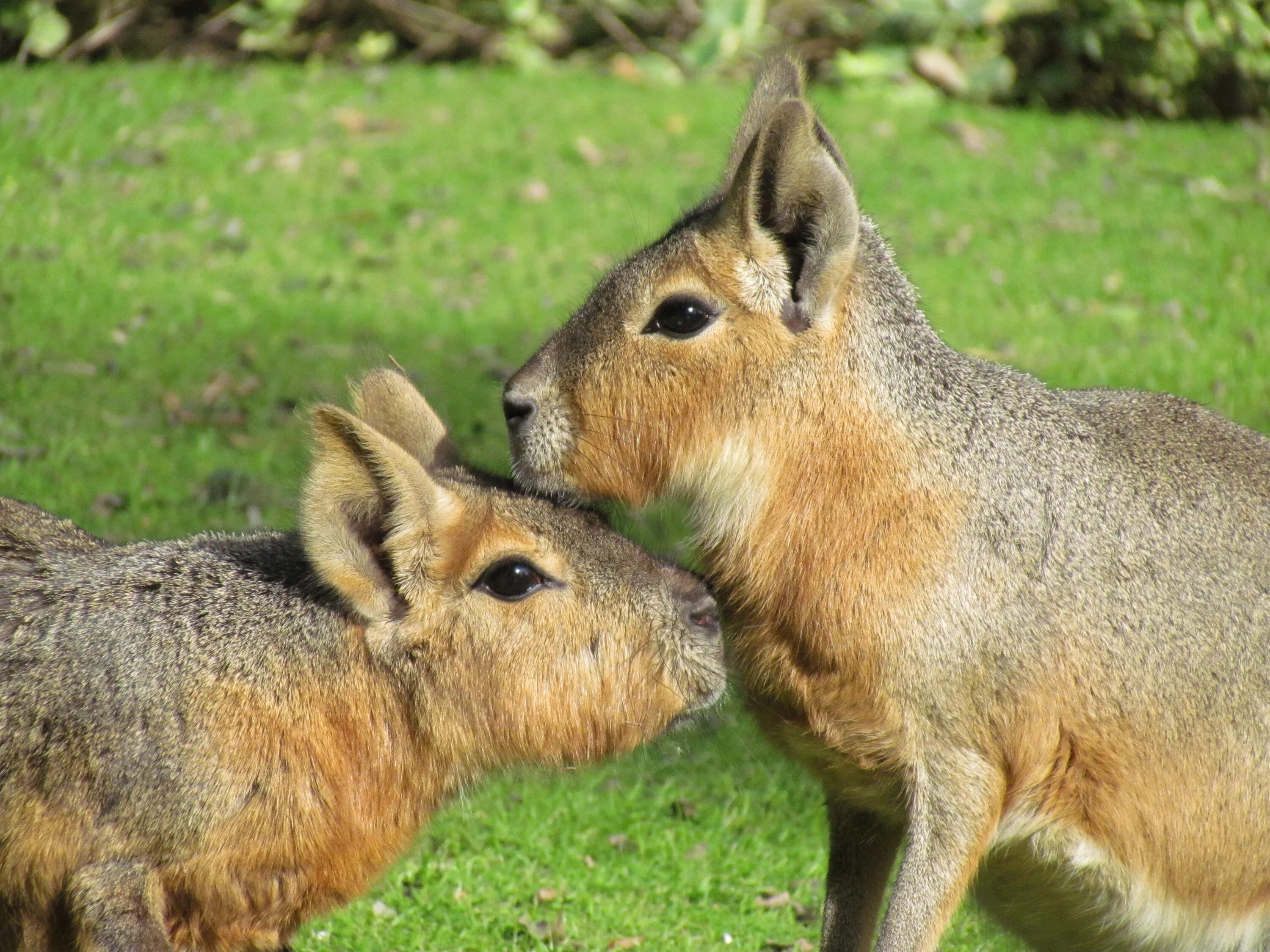 Animal coupling. Мары (Грызуны). Млекопитающие пара.