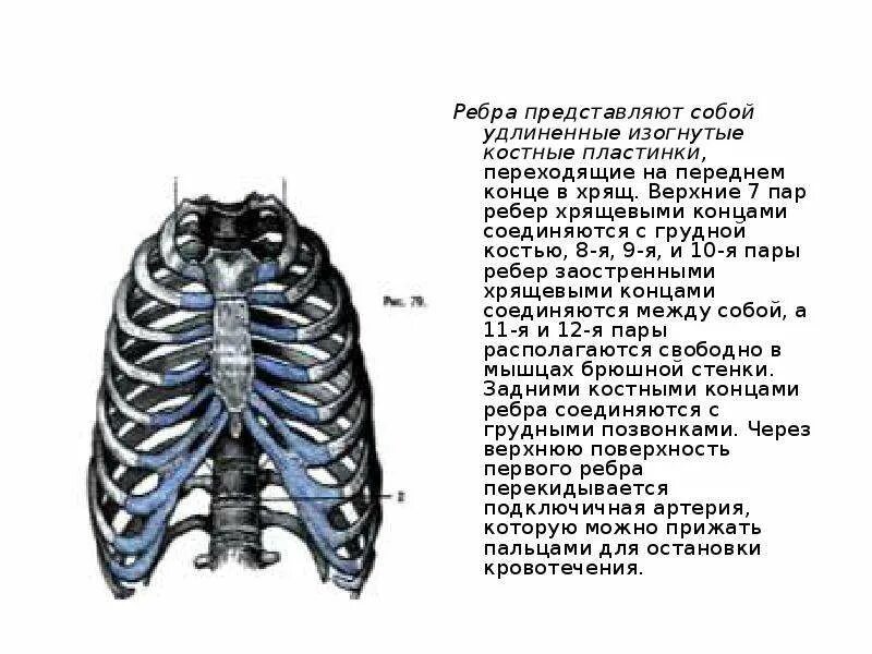 Между 6 и 7 ребром. Хрящ ребра анатомия. Хрящевая часть ребра. Передний конец ребра. Передний и задний конец ребра.