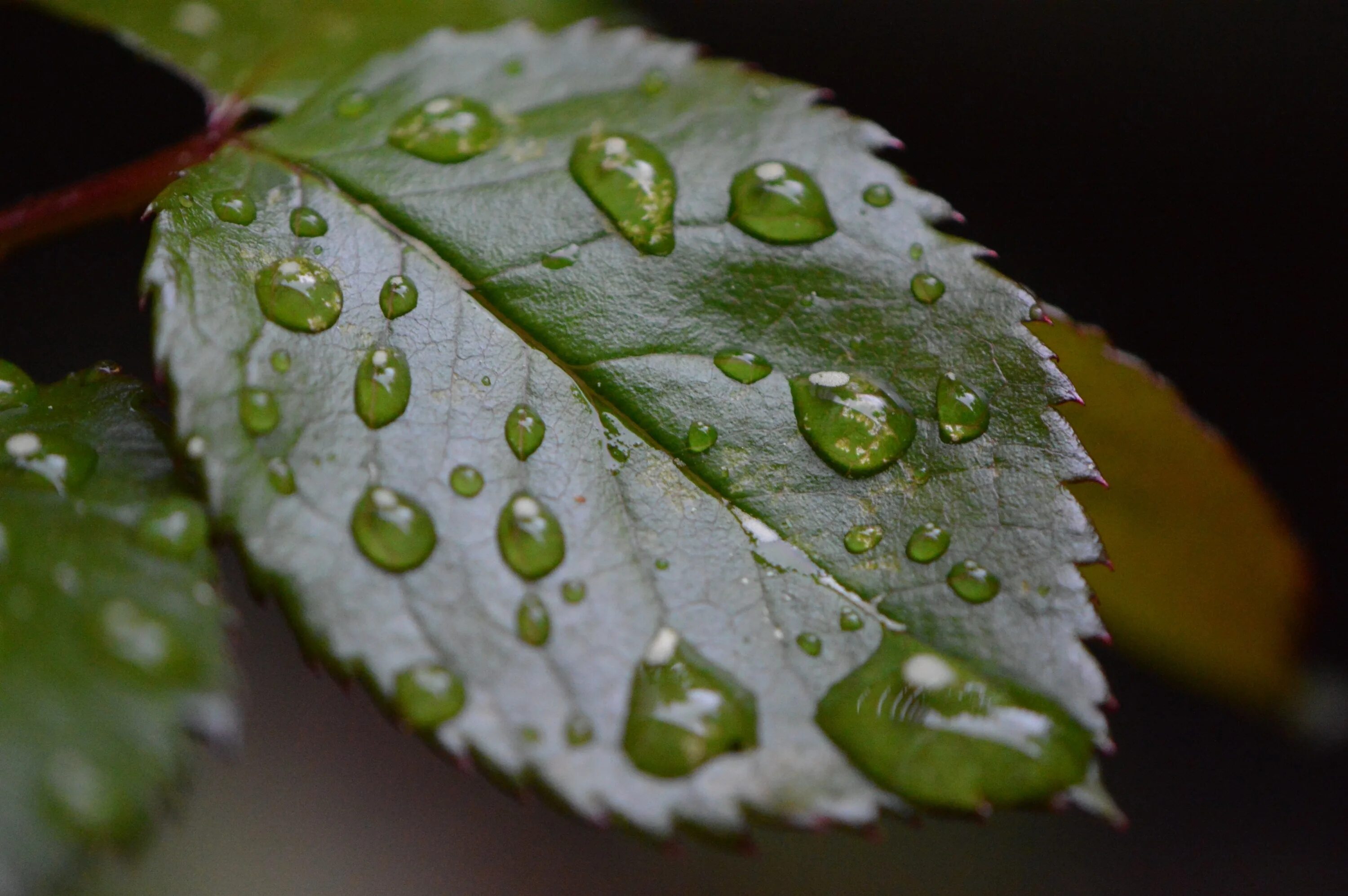 Капель после дождя. Капли на листве. Мокрые листья. Капли воды на листьях. Листик с капелькой.