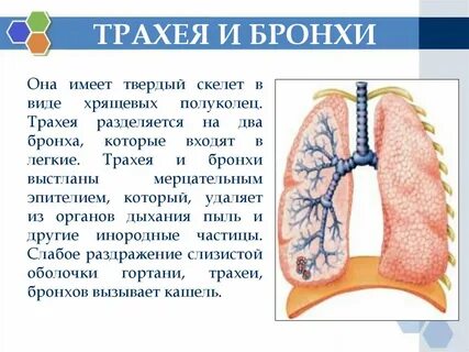 Трахеи бронхи легкие