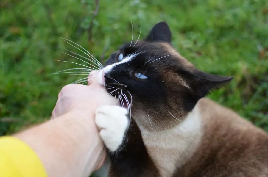 Укус пальца кошкой. Сиамская кошка. Кусачая кошка. Кот вцепился в руку. Сиамский кот кусается.