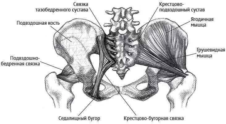 Подвздошной кости 2. Крестцово остистая связка. Кресцово бугорнаясвящка. Кости крестцово подвздошного сустава. Крестцово-остистая связка анатомия.