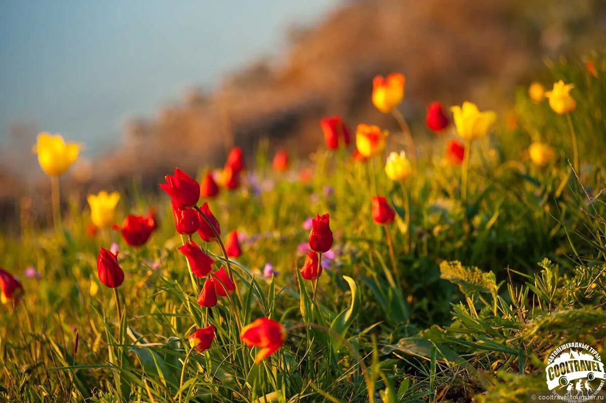 Тюльпан в степи сообщение. Полюбуйтесь удивительной красотой красок тюльпанов. Полюбуйтесь удивительной красотой красок тюльпанов. Пазл тюльпаны для презентации. Парк кёкенхоф голландия.