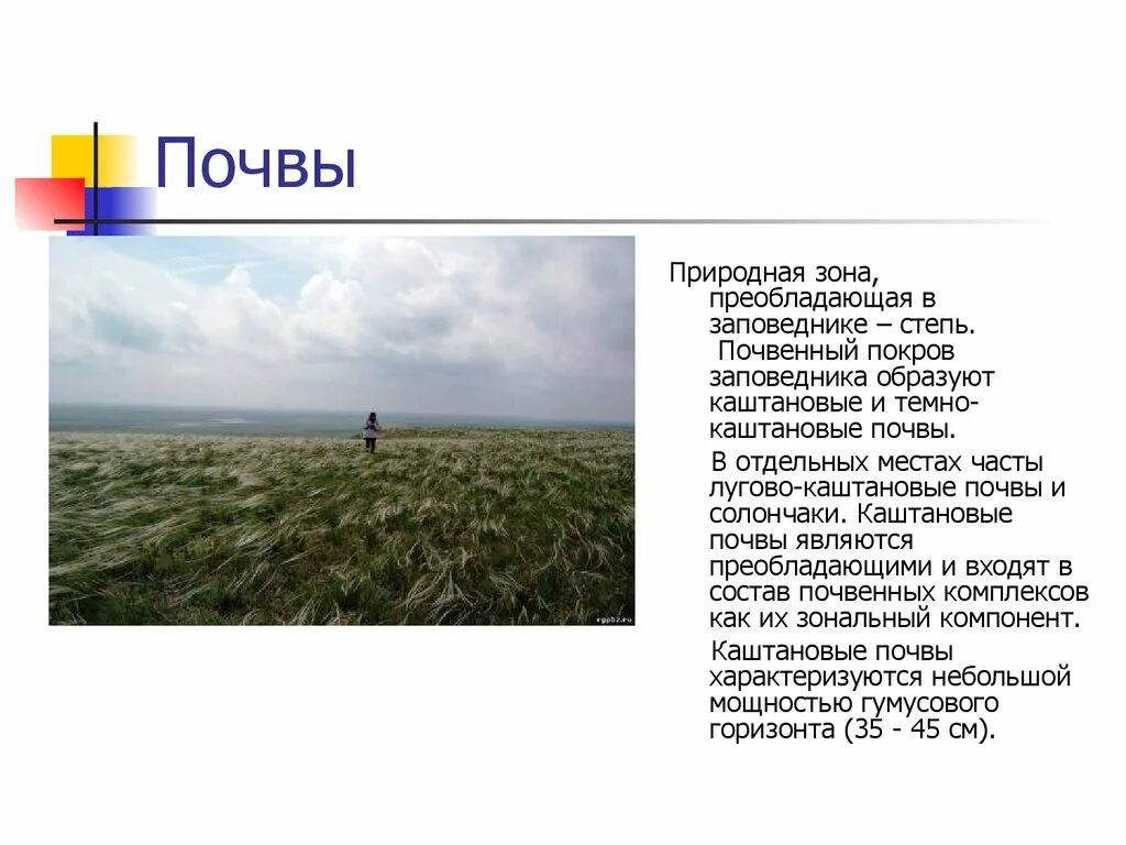 Какие почвы в степях россии. Природная зона Ростовской области 4. Природная зона степь заповедник Ростовский. Почвы природных зон. Каштановые почвы природная зона.