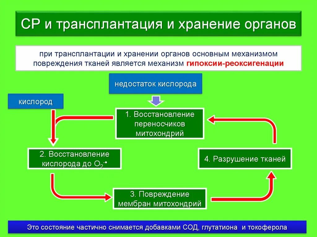 Виды трансплантологии. Трансплантация презентация. Виды трансплантации тканей и органов. Трансплантация определение. Пересадка определение