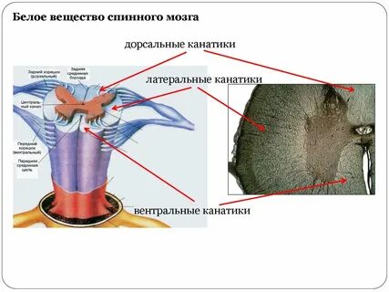 Назовите 2 вещества спинного мозга