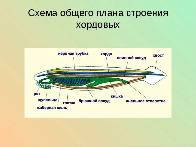 Диафрагма у хордовых. Общий план строения ланцетника. Схема внутреннего строения ланцетника рис 108. Пищеварительная система система ланцетника. Нервная трубка ланцетника.