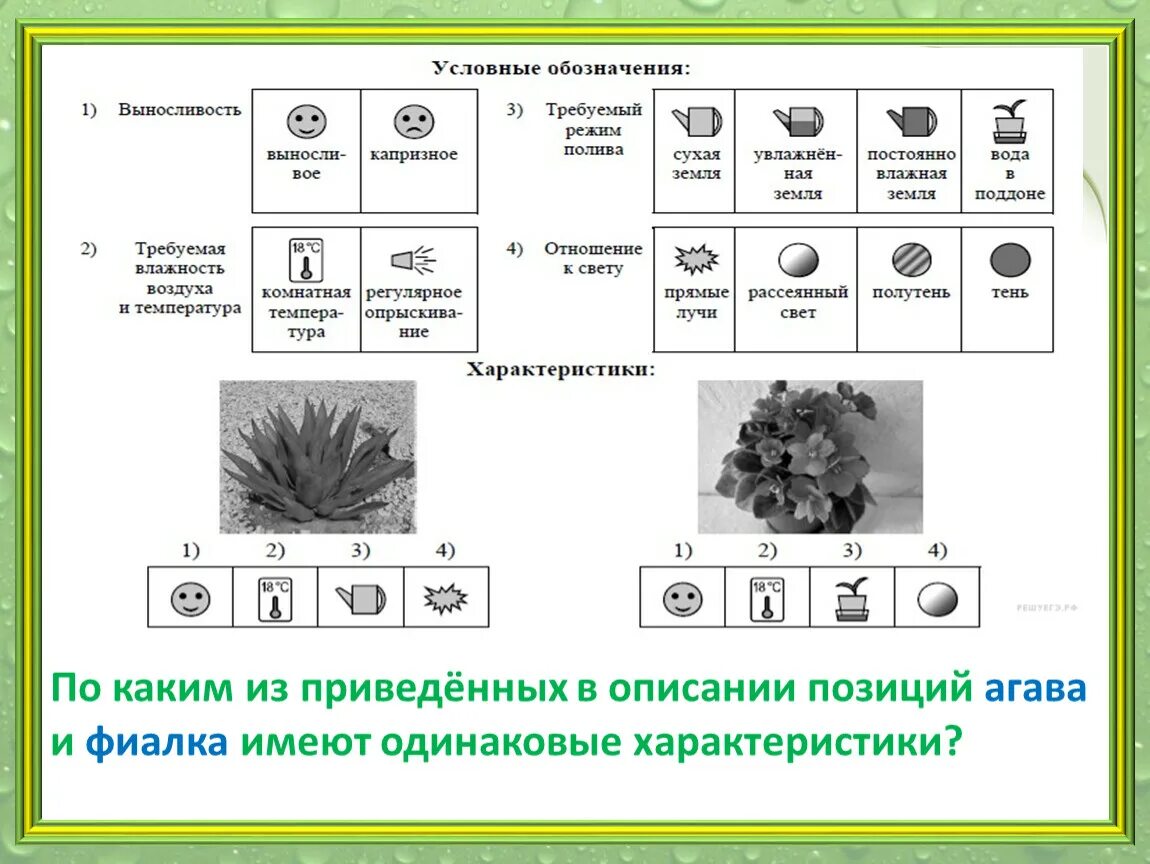 Впр благодаря особенных свойств. Особенности растения Агавы. Фиалка условные обозначения. Условные обозначения для растений Агава. Схожие характеристики Агавы и фиалки.