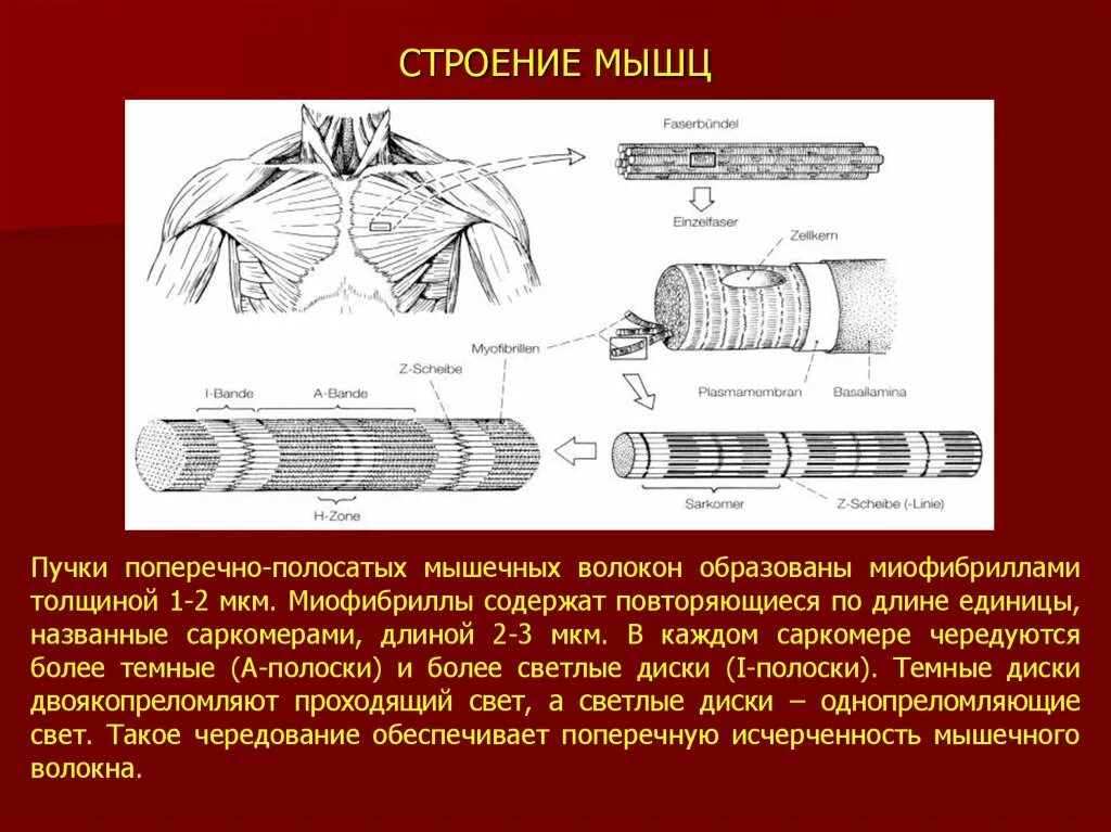 Какова особенность волокон поперечнополосатой мышечной ткани. Схема поперечно полосатого мышечного волокна. Строение мышцы. Строение поперечно полосатого мышечного волокна. Схема строения поперечно-полосатого мышечного волокна.