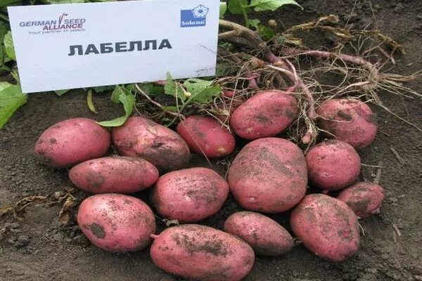 КАРТОФЕЛЬ ЛАБЕЛЛА - Семенной картофель почтой